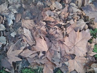feuilles mortes