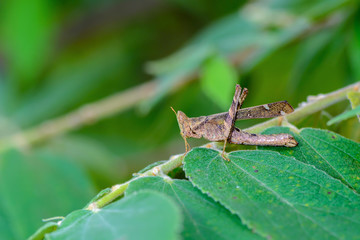 Monkey grasshopper or Erianthus versicolor Brunner, beautiful grasshopper on leaves with green background.