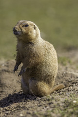 Naklejka na ściany i meble Black-tailed prairie dog or marmot (Cynomys ludovicianus) standing on soil of grassland.