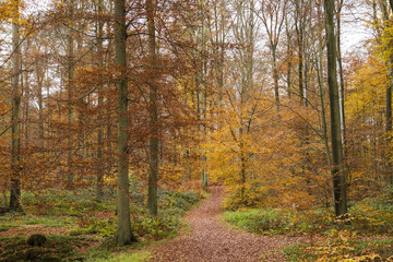 path in autumnal woodland
