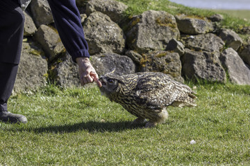Eagle owl harmlessly attacking a man. This bird of prey is apparently biting a mans finger but is merely feeling it with its beak.