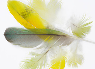 Beautiful parrot lovebird feather isolated on white background
