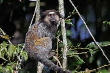 Black-tufted marmoset, Atlantic Forest, Brazil