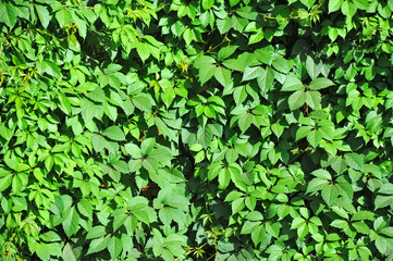 Fototapeta na wymiar Wild vine leaves