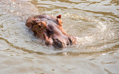  hippo