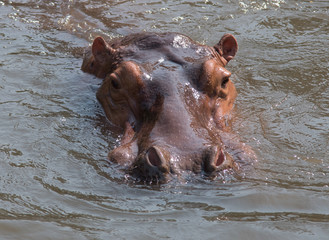  hippo