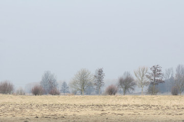 Baumreihe in der Marsch