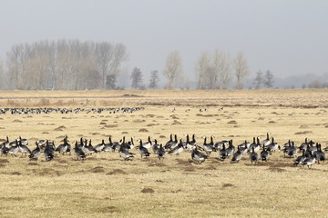 Weißwangengänse / Nonnengänse