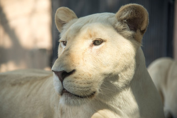 Obraz premium Lion