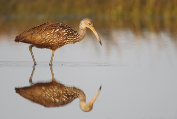 Limpkin (Aramus guarauna) walking at waterline, Cypress Lake, Florida, USA