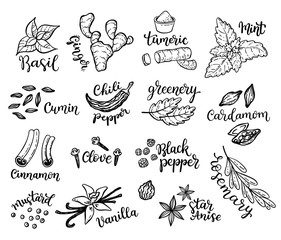 Set of hand drawn spices.
