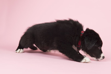 Border Collie puppy on pink