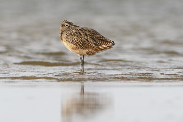 Long-billed curlew (Numenius americanus) sleeping on beach, Bolivar Peninsula, Texas, USA