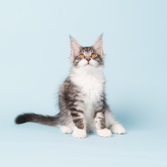 Maine coon kitten sitting on blue