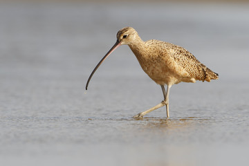 Long-billed curlew (Numenius americanus) foraging on beach, Bolivar Peninsula, Texas, USA