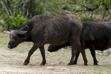 Buffle d'Afrique, Syncerus caffer, Parc national Kruger, Afrique du Sud