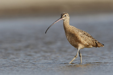 Long-billed curlew (Numenius americanus) foraging on beach, Bolivar Peninsula, Texas, USA