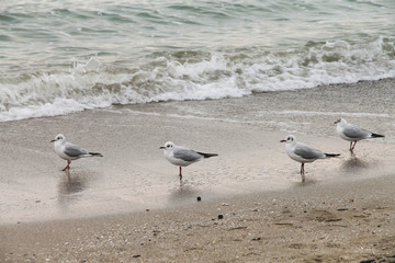 Four seagulls standing on the wet sand