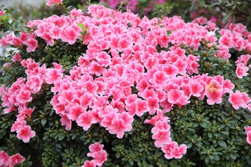 Background of pink Azalea. Group of pink azaleas. Rhododendron