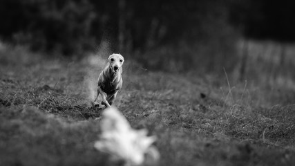 Dog Italian Greyhound pursues bait in the field