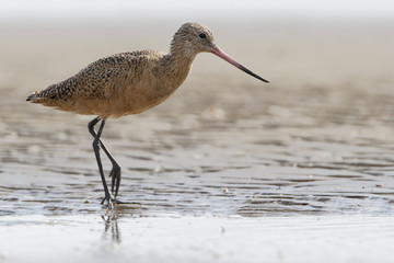 Marbled godwit (Limosa fedoa) walking on beach, Bolivar Peninsula, Texas, USA