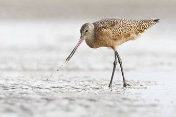 Marbled godwit (Limosa fedoa) walking on beach, Bolivar Peninsula, Texas, USA