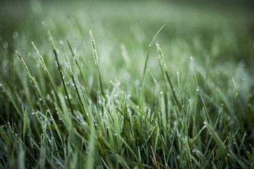 Dew on Grass in Morning