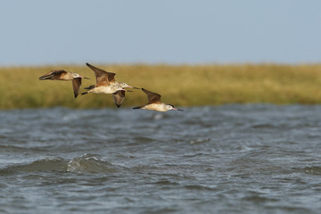 Fototapeta premium Marbled godwit (Limosa fedoa) small flock flying by, Bolivar Peninsula, Texas, USA