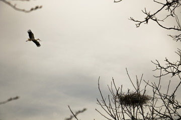 Stork flying to its nest