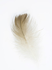 Beautiful feather isolated on white background