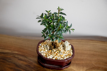 Bonsai Ficus office desk plant