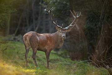 red deer, cervus elaphus, Czech republic