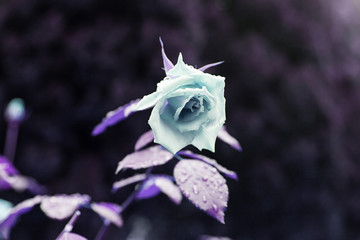 Bouquet of carnations
