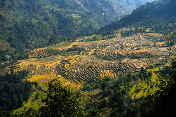 Terrace fields in autumn. Annapurna region, Nepal.