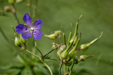 Johnson's Blue CU