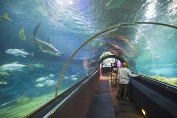 Aquatic tunnel in the Loro parque aquarium