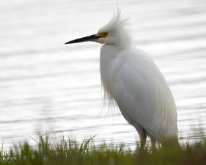 Snowy egret in a North California marsh 