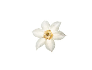 Fototapeta na wymiar White flower isolated on white background