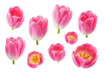 Fototapeta premium Set of tulip buds in different camera angles isolated on white background, elements for design collage, variety of views