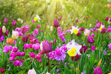 Obraz na płótnie Canvas Pink and purple tulips in the spring garden.