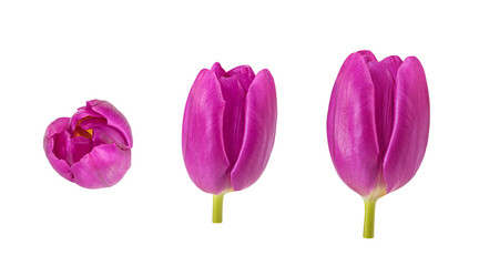 Set of tulip buds in different camera angles isolated on white background, elements for design collage, variety of views