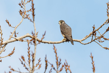 a Peregrine falcon