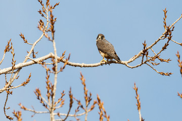 a Peregrine falcon