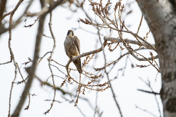 a Peregrine falcon