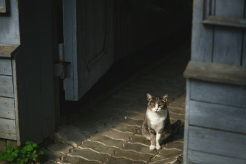 gray, white and brown cat on the street near the blue and grey wooden door in the summer on a stone path on a sunny day blinks