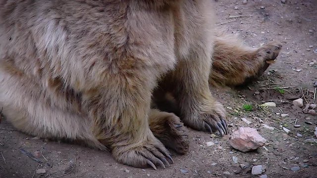 claws of begging Bear in a Zoo