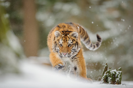 Tiger hunting down prey from front side in winter