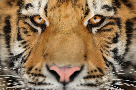 Tiger portrait. Aggressive stare face. Danger look.