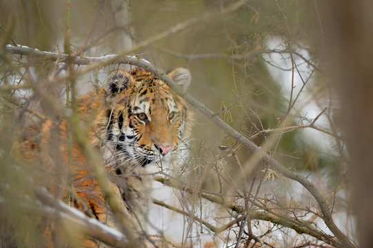 Siberian tiger looking through bush in winter time