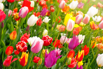 Colorful tulips background.